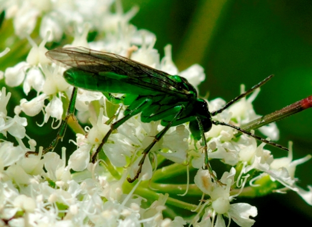 Imenottero verde: Rhogogaster sp. (Tenthredinidae)